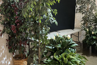 rental plants